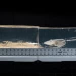 Hornady black 300 blackout ballistics