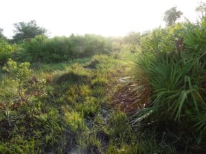 Hog hunting in Central Florida