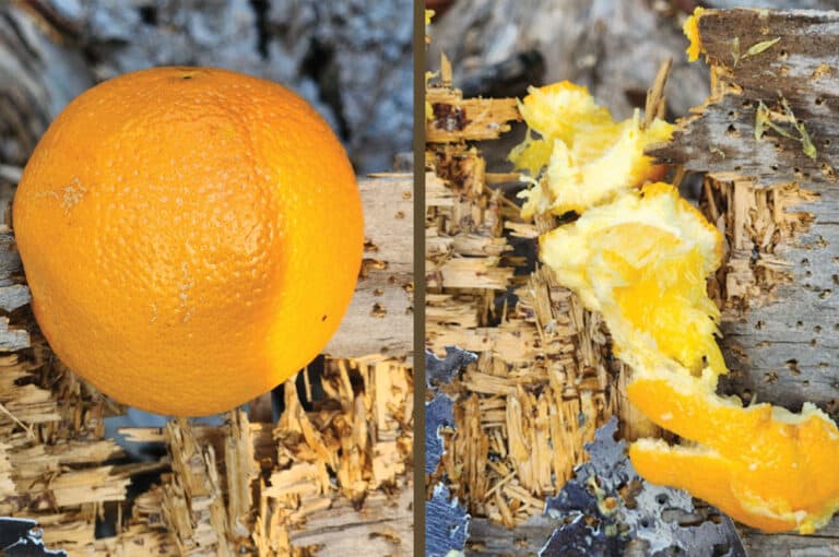 17 HMR vs 22 LR Rimfire RoundUp